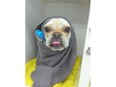 ゴンタくん