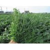 9/11【過日の降雨で、草の成長も旺盛】