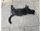 落ち猫　グラバー園に落ちてました！！！！！