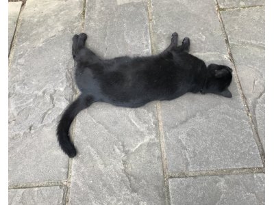 落ち猫　グラバー園に落ちてました！！！！！