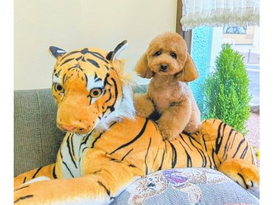 ビビィちゃん