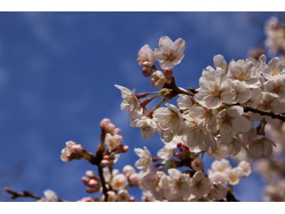 花散らしの雨？