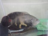 最新入荷魚