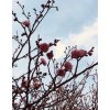梅が開花