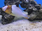 イロブタイ