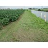 9/12【大豆畑の草刈・草取り】