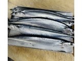 今日は高級魚手に入りました