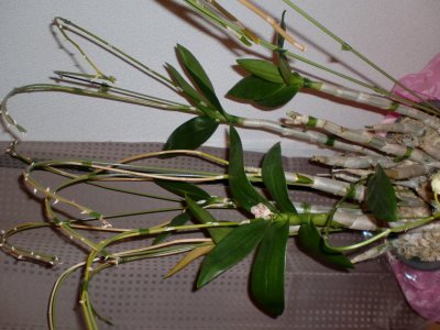 PHALAENO(ファレノ)の由来☆