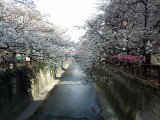 緑道と目黒川の桜を撮ってきました！