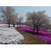 ゴルフ帰りのゴールデンウイークに「太田のそば桜」お勧め観光案内①