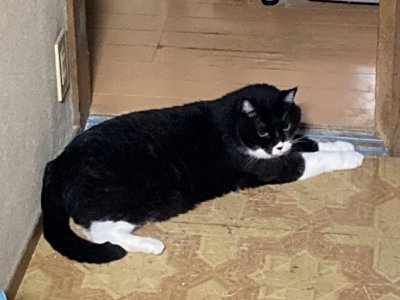 おはようございます。光療術院のちょびすけです。
