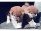 今、ブリーダーされていて、柴犬もと考えておられる方へ、