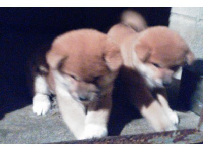 今、ブリーダーされていて、柴犬もと考えておられる方へ、