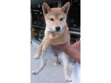 ただ今秋のセール開催中です。本日から１０月２６日までで、お願いいたします。