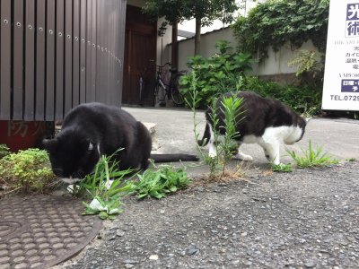 おはようございます。きょうもハッピーな笑顔で頑張りましょう。