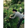 徳島県の無農薬&低農薬のスダチ、柚子、蜜柑。