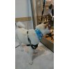 本日のお客様♪ホワちゃん二枚目(о´∀`о)