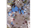 4月15日(金)の鑑定士