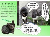 光療術院(ひかりりょうじゅついん)にゃんこ劇場