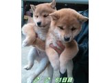 明日は大寒、お~寒 春が、待ち遠しいですね。