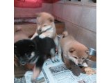 H27年度も 牧水川野犬舎を、宜しくお願い致します。