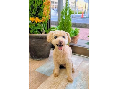 ティアラちゃん