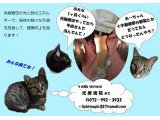 ケガにも光線療法がお役に立ちますよ。