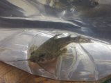 最新入荷魚