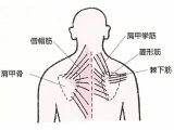 健康情報 『肩こり』
