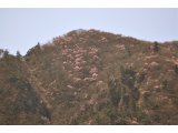 アカヤシオがハライドの山頂付近で満開です。