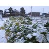 2/7『朝の積雪…連続4日目』