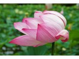 い~がないから、い~をみつけに