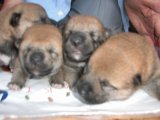 キラちゃんの、可愛い子犬達は、生後11日目を、迎えました。