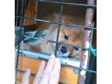 豆柴の、寿百もちゃんは、すごく人なつっこいです。