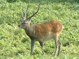 上川養鱒場たより 7月31日