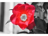 RED TUBAKI