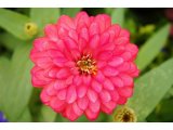 開花期間が長~~~い百日草