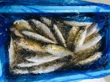 本日はしっかり営業いたします