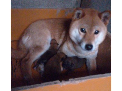 産まれてまだ3日目なので、そんなに変わらない様に見えますが、とても元気です。