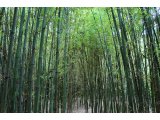 鳥屋野逆ダケの藪