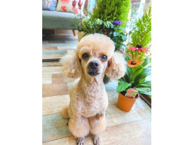 チャーリーくん