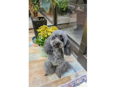 ノアちゃん