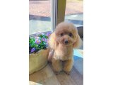 ノアちゃん