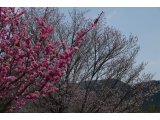 ★梅と桜の咲き比べ♪