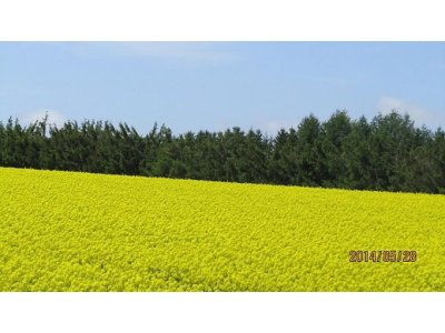 菜の花、満開に咲いてま～す。