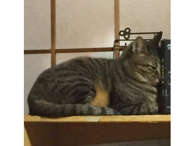 あずき君、ご飯を食べてお腹いっぱい