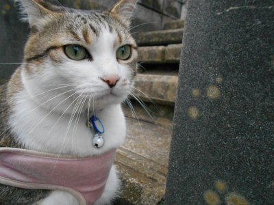 お客様にも愛嬌を降りまく営業猫のめんこい奴。