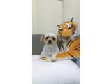 さくらちゃん