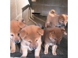 柴犬専門ブリーダーです。 ただ今売り出し中の子犬が、15頭います。