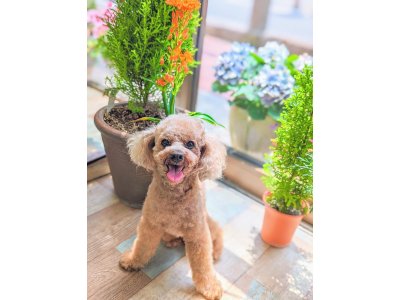 クーくん